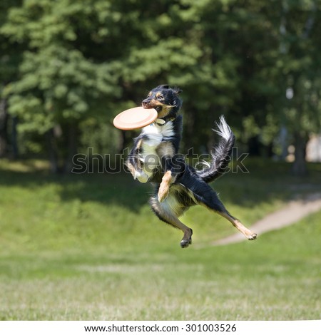 Frisbee dog with flying disk