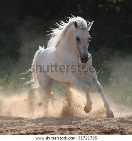 Similar – Image, Stock Photo white horse portrait