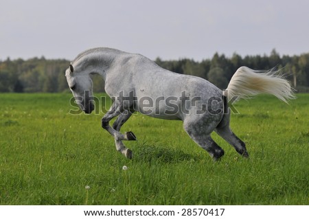 The white horse plays a meadow, run gallop