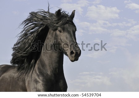 black horse run gallop