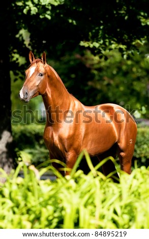 Golden red horse portrait in summer, Don stallion