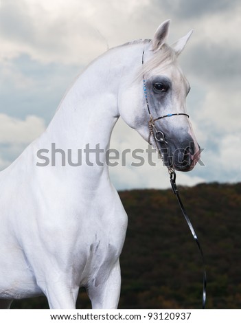 white Andalusian horse on the dark background, studio shot