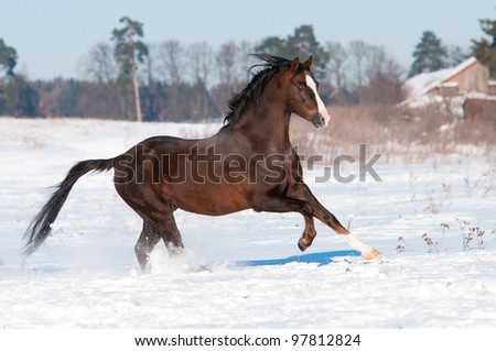Welsh pony stallion runs gallop to the right