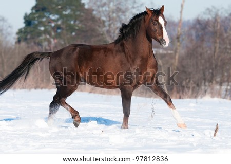 Brown Welsh pony stallion runs trot in winter time