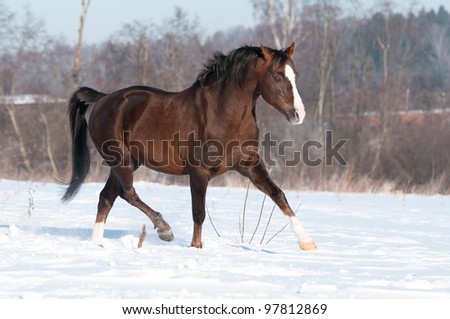 Brown welsh pony stallion in winter runs trot