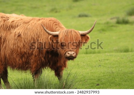 Similar – Image, Stock Photo Highland cattle on a meadow.