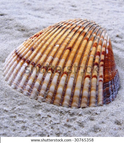 Cardium Shell Stock Photo 30765358 : Shutterstock