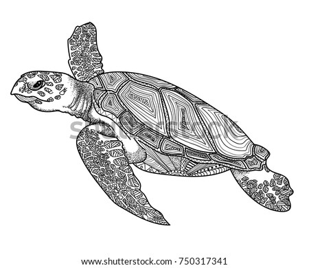 Sea Turtle Drawing Color | Free download on ClipArtMag