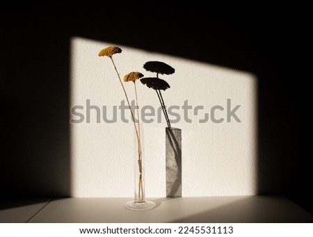 Similar – Image, Stock Photo Shadow play on vintage sofa