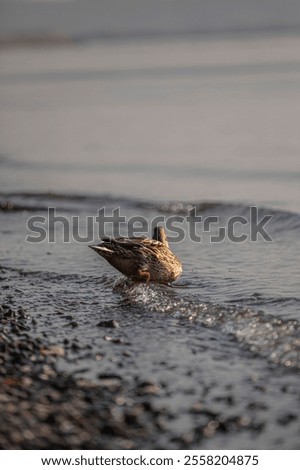 Similar – Image, Stock Photo Habitat / my Space cut