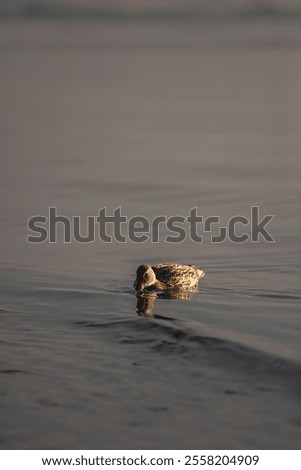 Similar – Image, Stock Photo Habitat / my Space cut