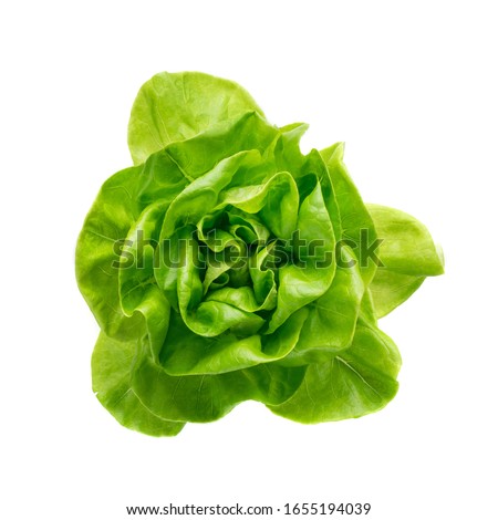 Raw fresh boston lettuce salad or butterhead isolated on white background. Green leaf salat plant top view Imagine de stoc © 