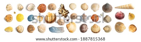 Similar – Image, Stock Photo big ocean shell on the sand against the background of a redhead girl sunbathing on the beach