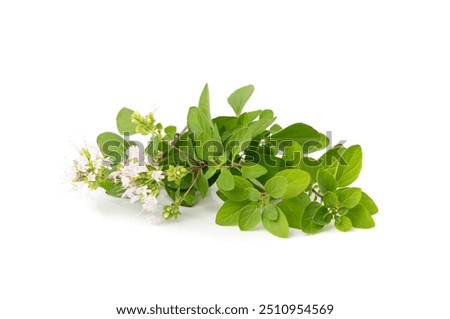 Similar – Image, Stock Photo flowering oregano Oregano