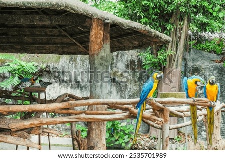 Similar – Image, Stock Photo Macaws parrot two Bird