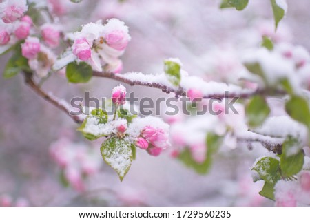 Similar – Image, Stock Photo frost blossoms Nature