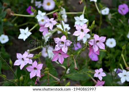 Shutterstock Puzzlepix