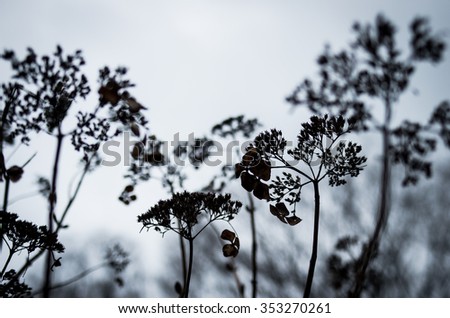 Similar – Foto Bild vertrocknete Hortensienblüte