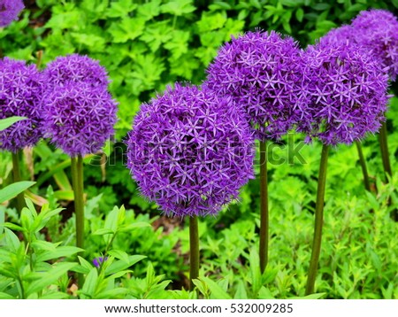 Similar – Image, Stock Photo ornamental onion allium