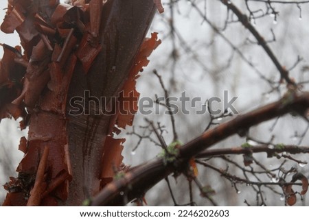 A closeup with a blurred background of a deciduous tree with raindrops collected on its branches in Seattle, Washington along the Burke-Gilman Trail. Stock foto © 