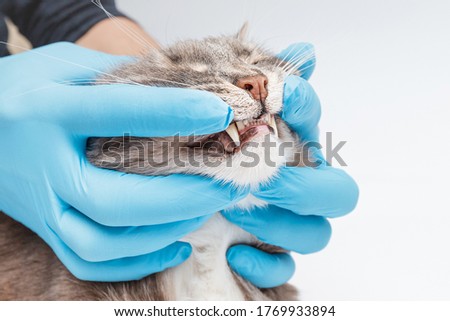 Similar – Image, Stock Photo Cat at the dentist