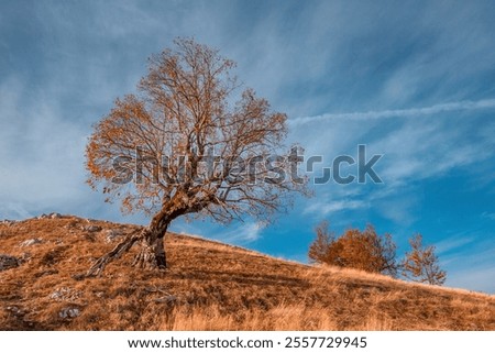 Similar – Image, Stock Photo Bare trees growing on volcanic island during eruption