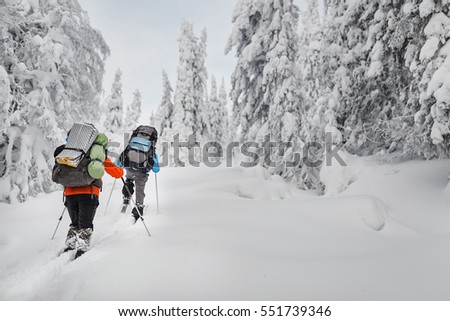 group hikers with backpacks and skis walk on a snow-covered forest in the mountains of the Urals Photo stock © 
