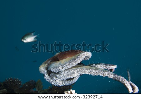 A Reef octopus (Octopus cyaneus) swimming above the reef during an early morning forage. Red Sea, Egypt.
