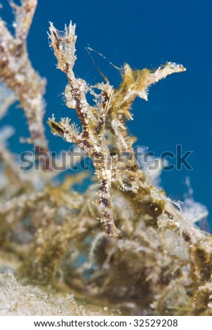Fuzzy Ghost Pipefish (Solenostomus sp) disguised as seaweed , Side view, rare animal.