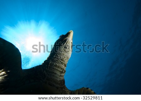 A juvenile Hawksbill turtle (Eretmochelys imbricata) and sun, underneath view. Red Sea, Egypt.