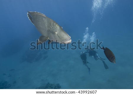 Napoleon wrasse (cheilinus undulatus) endangered with two divers observing from below. Red Sea, Egypt.