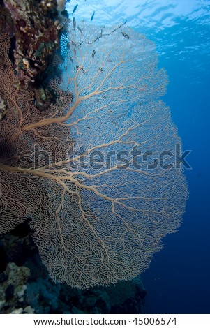 Wide angle under view of Giant sea fan (annella mollis), pristine specimen. Thomas Reef, Straits of Tiran, Gulf of Aqaba, Red Sea, Egypt.