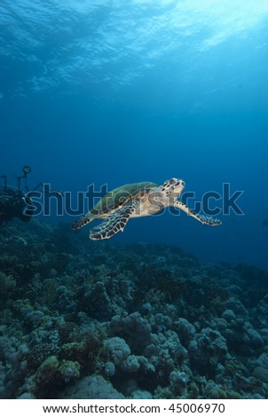 Hawksbill turtle (Eretmochelys imbricata), Endangered, Wide angle, front view, of a juvenile female pursued by an underwater photographer. Egypt.