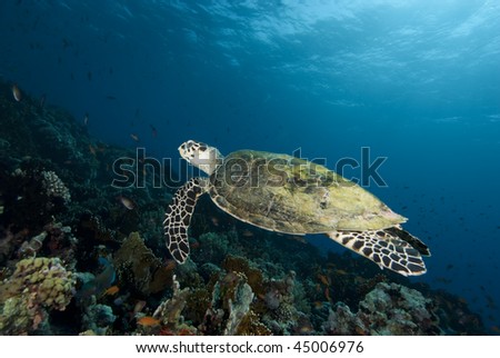 Hawksbill turtle (Eretmochelys imbricata), Endangered, Wide angle, side view, of a juvenile female swimming above the coral reef. Jackson Reef, Straits of Tiran, Gulf of Aqaba, Red Sea, Egypt.