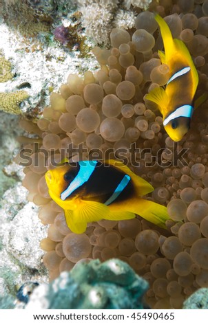Two Red sea anemone fish (amphiprion bicinctus) in the protection of their host Bubble anemone (entacmaea quadricolor). Red Sea, Egypt.