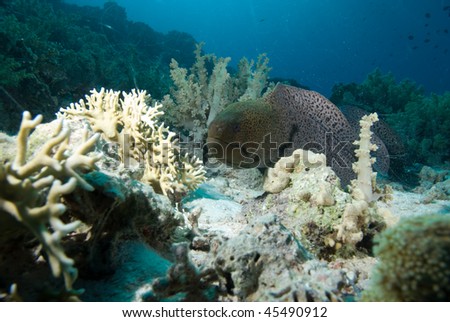 Giant moray (Gymnothorax javanicus) front view of a juvenile swimming over the coral reef, Red Sea, Egypt.