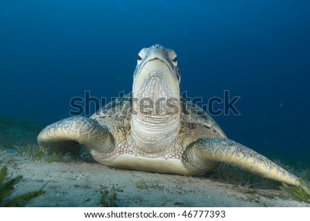 Green turtle (Chelonia mydas) resting on a seagrass bed. Endangered,Red Sea, Egypt.