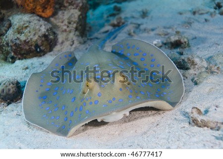 A Bluespotted stingray (Taeniura lymma) resting in the sand, close up,front view. Red Sea, Egypt