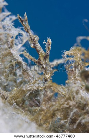 Fuzzy Ghost Pipefish (Solenostomus sp) disguised as seaweed , Side view, rare animal. Red Sea, Egypt.