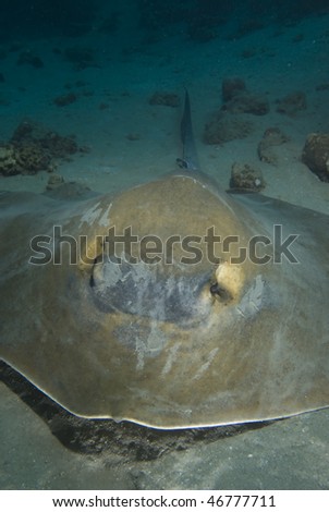 High angle  view of Feathertail stingray (Pastinachus sephen) on a sandy ocean floor.Red Sea, Egypt