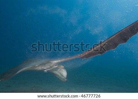 Rear view of a Feathertail stingray (Pastinachus sephen) gliding above the sandy ocean floor. Red Sea, Egypt