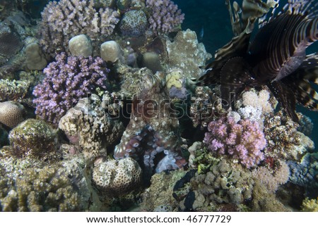 Common lionfish (Pterois miles) with a reef Reef octopus (Octopus cyaneus) blending into to the reef. Red Sea, Egypt