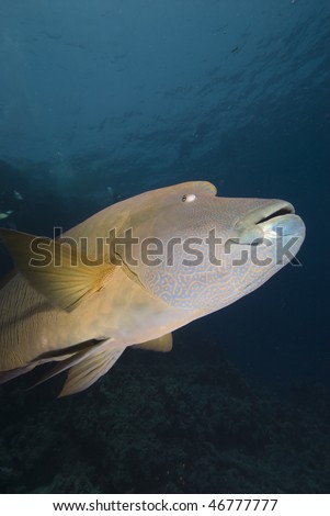 A low angle side view of an adult Napoleon wrasse (Cheilinus undulatus). Endangered, Red Sea, Egypt.