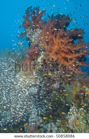 Colorful tropical reef scene with floral like soft corals, Red Sea, Egypt