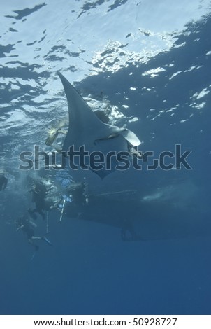 Manta Ray (Manta birostris), Low angle view with people following on the surface. endangered. Ras Mohammed National Park. Red Sea Egypt.