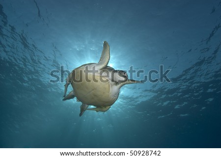 Green turtle (Chelonia mydas), endangered. Low angle front view of an adult female swimming in blue water. Red Sea, Egypt.