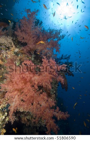Colorful tropical reef scene with Pink floral like soft corals, Red Sea, Egypt.