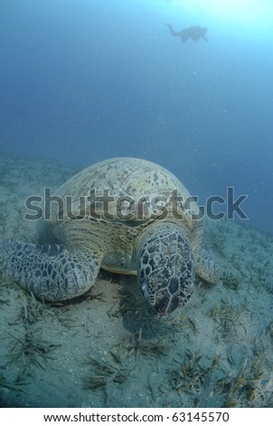 Green Turtle (chelonia mydas), endangered species, Adult female feeding on seagrass. Red Sea, Egypt.