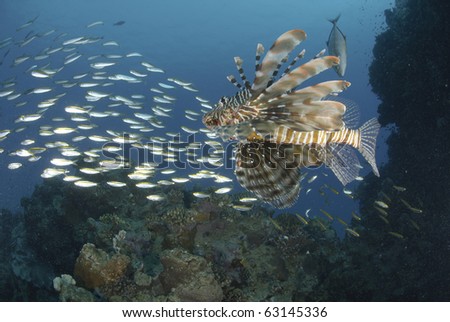 Common Lionfish (Pterois miles), One adult fish hunting a school of small bait fish Red Sea, Egypt.