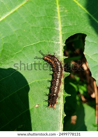 Similar – Image, Stock Photo castor oil plant Garden